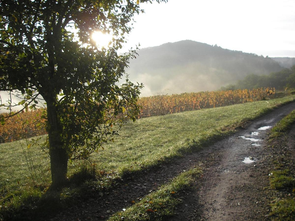 Maison Isolee Dans Les Vignes Et Les Bois Valady Eksteriør billede